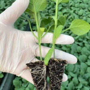 A117 F1 PATLICAN FİDESİ