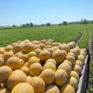 BALHAN F1 KAVUN FİDESİ