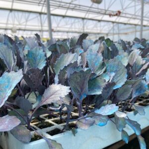 İNTEGRO F1 KIRMIZI LAHANA FİDESİ