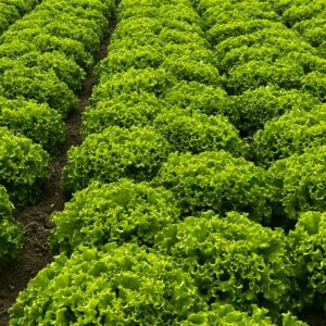 KANARYOLE MARUL FİDESİ