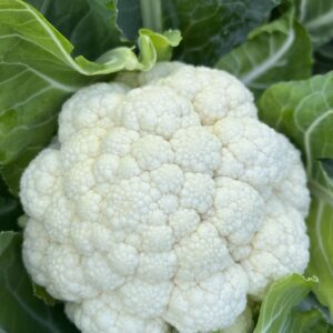 KAREN F1 KARNABAHAR FİDESİ