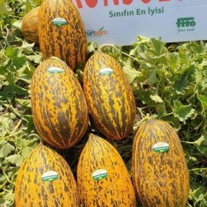 KONSOLOS F1 KAVUN FİDESİ