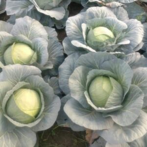 MENZENİA F1 BEYAZ LAHANA FİDESİ