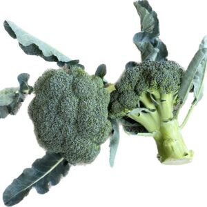 PARTHENON F1 BROKOLİ FİDESİ