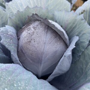 RED HEART F1 KIRMIZI LAHANA FİDESİ