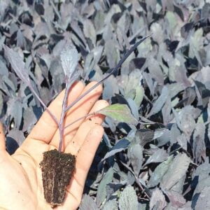 STAMPA F1 KIRMIZI LAHANA FİDESİ