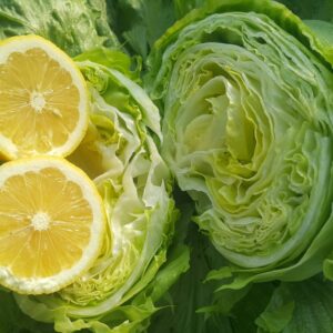 BOMBOLA İCEBERG MARUL FİDESİ