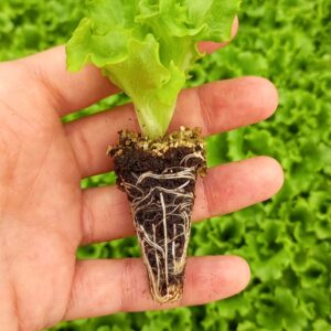 CAİPİRA KIVIRCIK MARUL FİDESİ