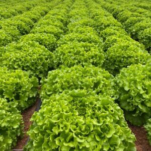 ELMARİA KIVIRCIK MARUL FİDESİ