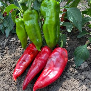 İMBAT F1 KAPYA BİBER FİDESİ