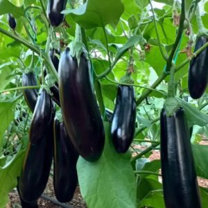 KUZGUN F1 PATLICAN FİDESİ