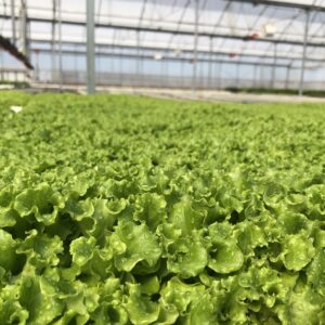 MARİTİMA MARUL FİDESİ