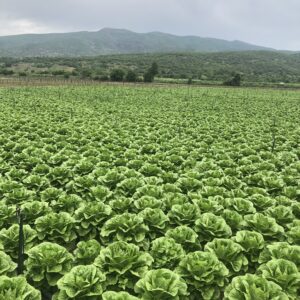 PRESIDENTIAL DÜZ MARUL FİDESİ