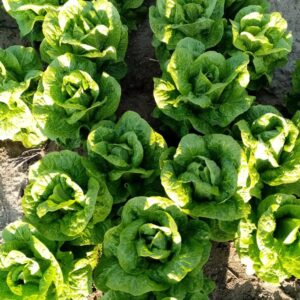 COSPİRİNA DÜZ MARUL FİDESİ