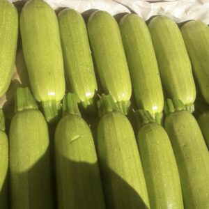 RONİ F1 KABAK FİDESİ