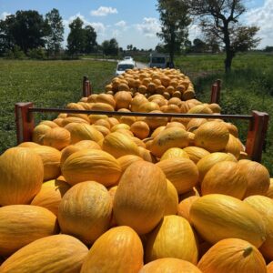 SÜHEYLA (SOUELHA) F1 KAVUN FİDESİ